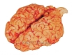 Картинки по запросу говяжий мозг